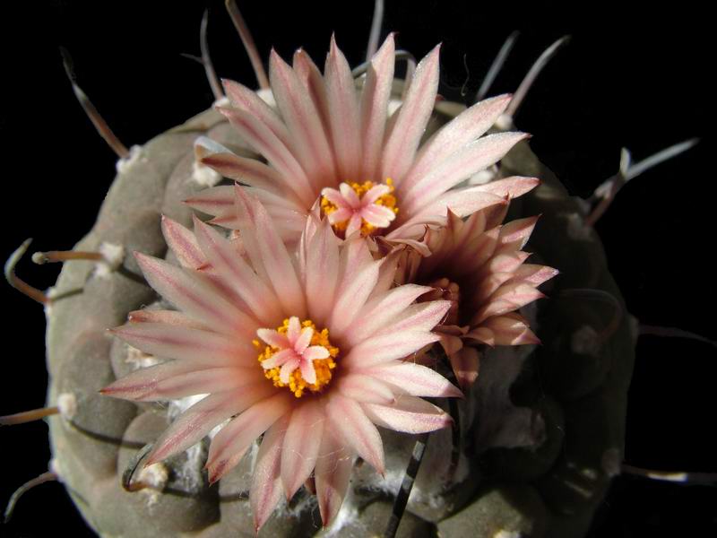 Turbinicarpus jauernigii 