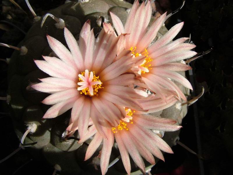 Turbinicarpus jauernigii 