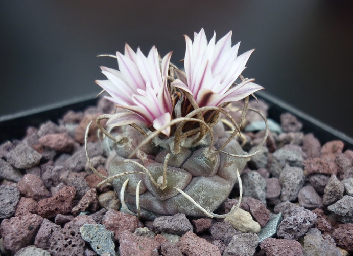 Turbinicarpus macrochele 