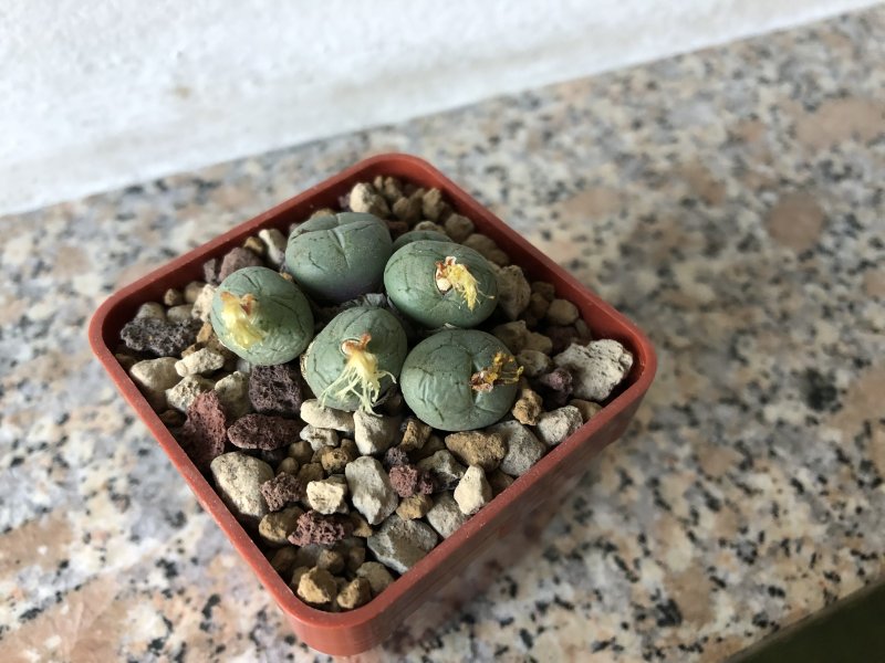 conophytum uviforme