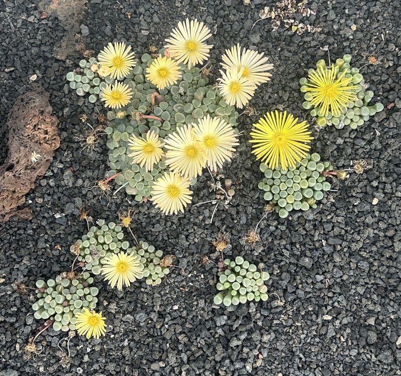 fenestraria rhopalophylla ssp. aurantiaca