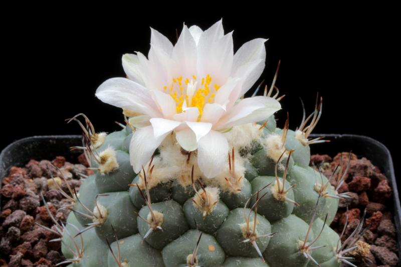 Turbinicarpus lophophoroides 