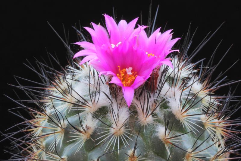 Turbinicarpus viereckii 