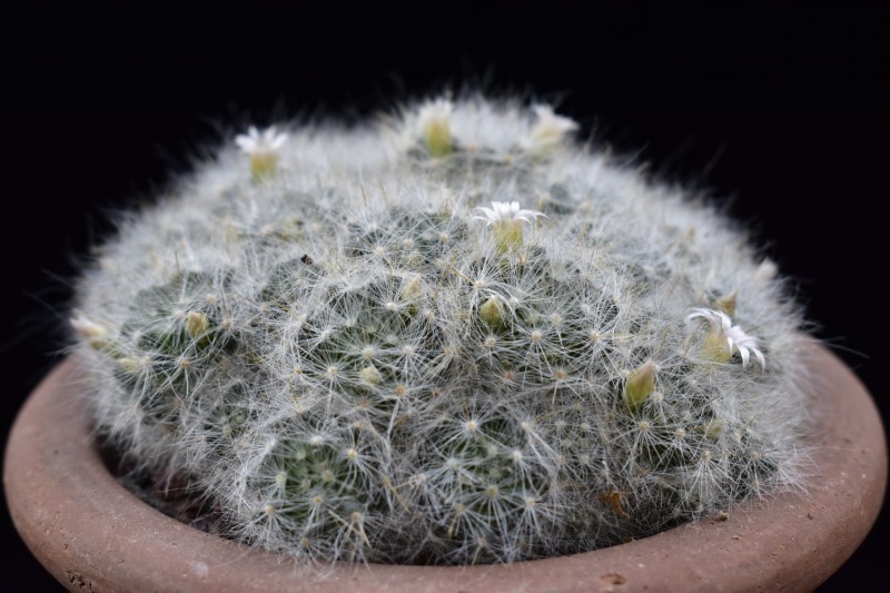 Mammillaria glassii SB 893