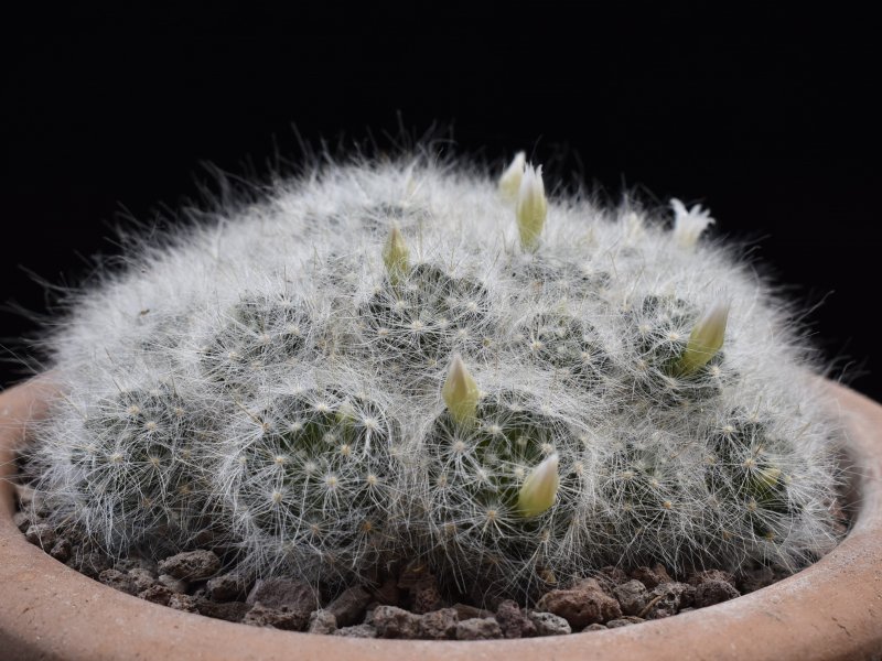 Mammillaria glassii SB 893