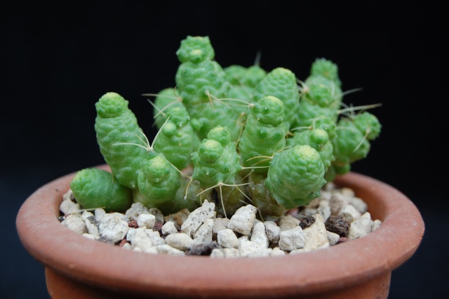 Mammillaria elongata f. monstruosa 