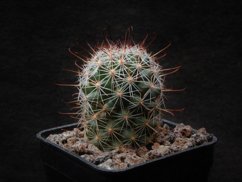 Mammillaria mazatlanensis ssp. patonii v. sinaloensis LAU 1141