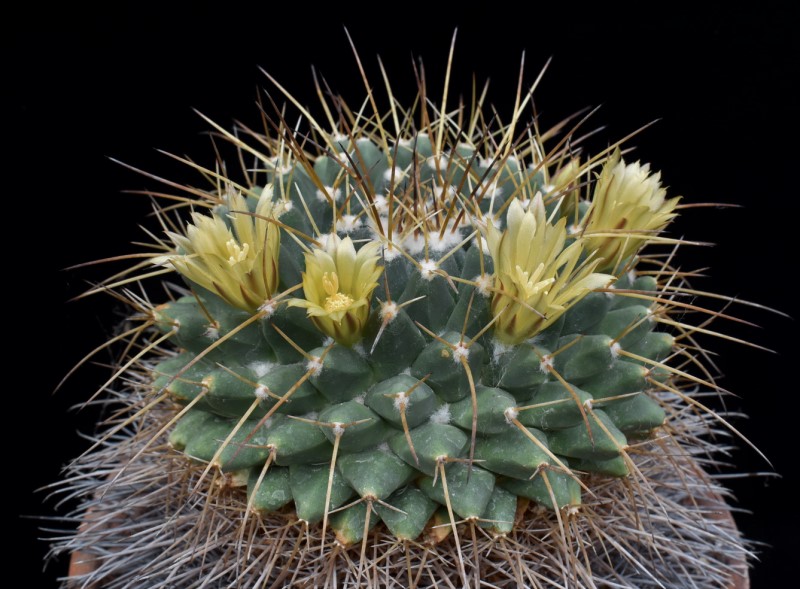 Mammillaria winterae ORB 2.30