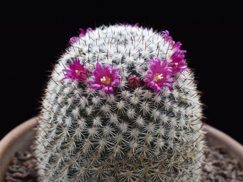 Mammillaria monticola ML 52