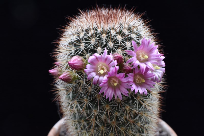 Mammillaria spinosissima WM 1840