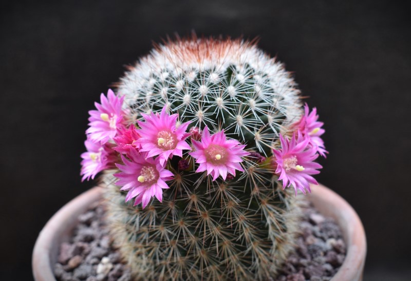 Mammillaria spinosissima WM 1840