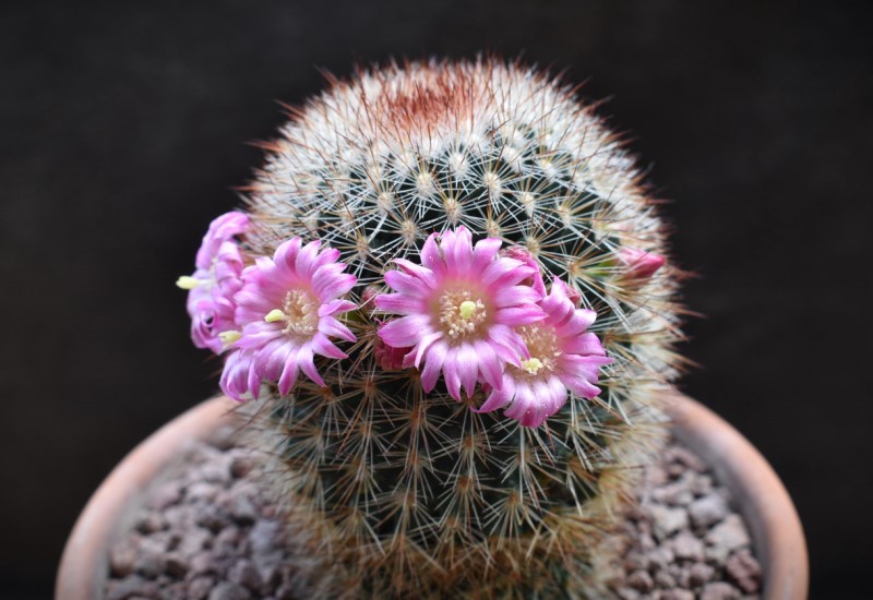 Mammillaria spinosissima WM 1840