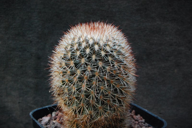 Mammillaria spinosissima WM 1840