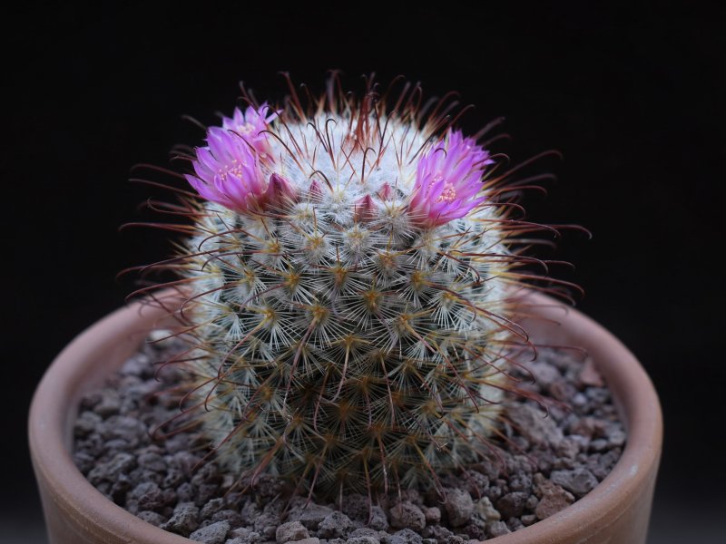 Mammillaria bombycina GM 1212.1