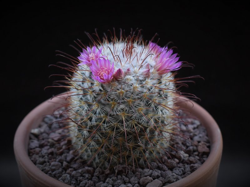 Mammillaria bombycina GM 1212.1