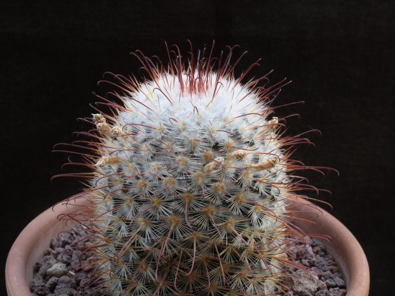 Mammillaria bombycina GM 1212.1