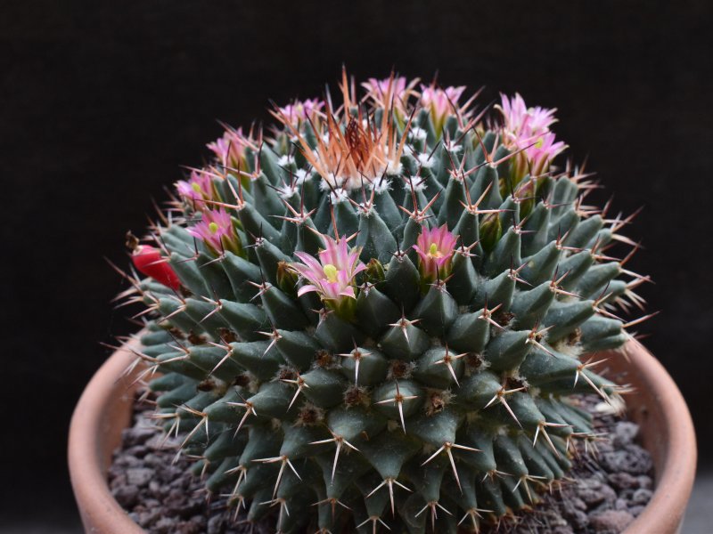 Mammillaria carnea 