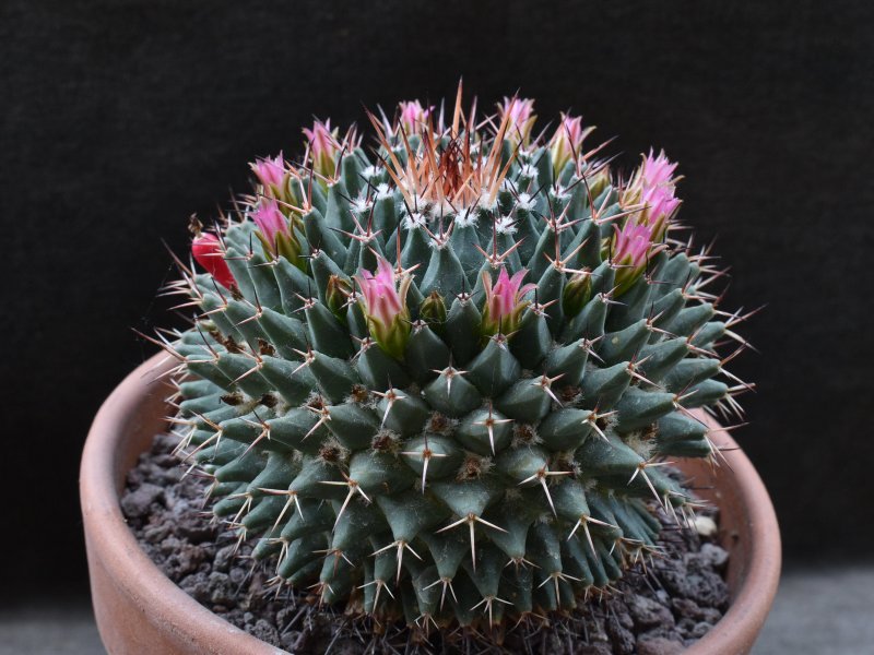 Mammillaria carnea 