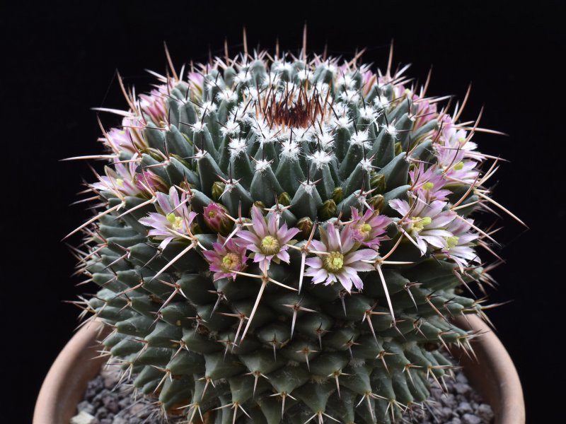 Mammillaria carnea 