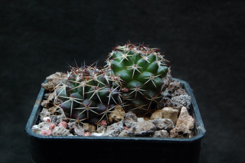 Mammillaria karwinskiana ssp. collinsii RS 652