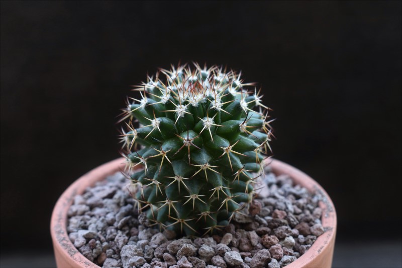 Mammillaria karwinskiana ssp. collinsi RS 652