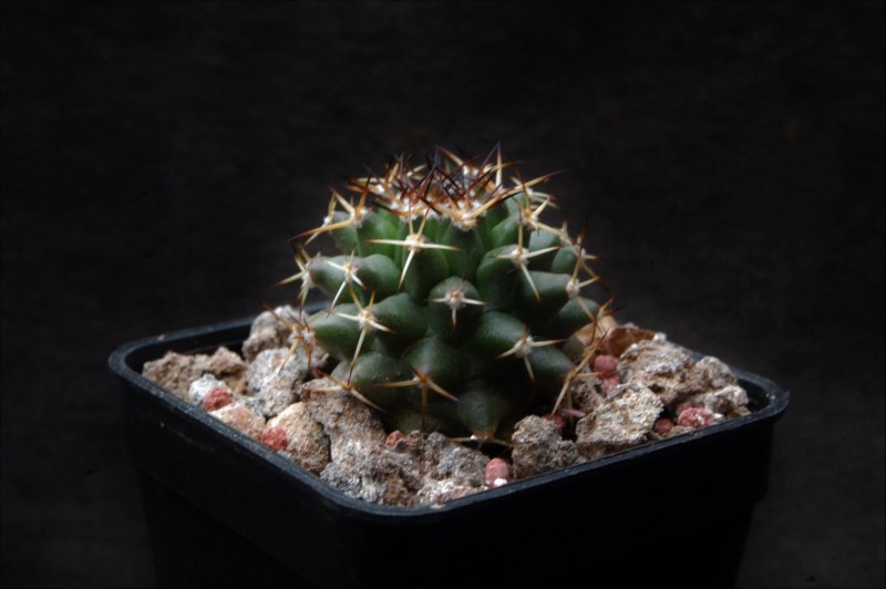 Mammillaria karwinskiana REP 1490