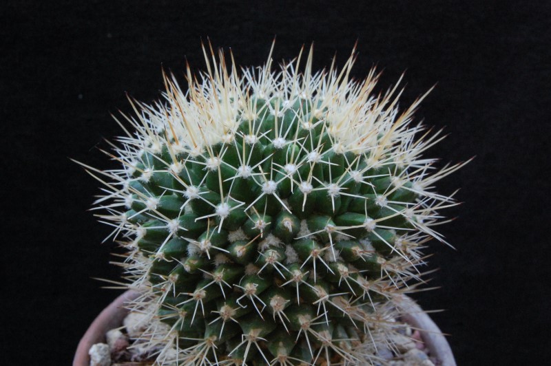 Mammillaria karwinskiana ssp. beiselii WH 234