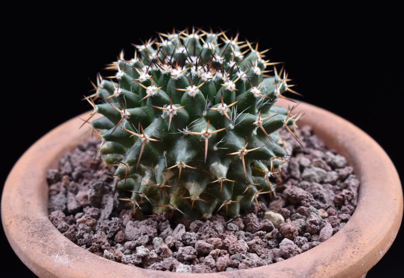 Mammillaria karwinskiana REP 1490