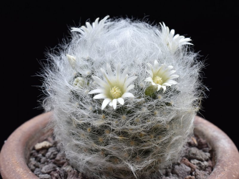 Mammillaria albicoma RS 1234