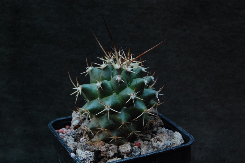 Mammillaria centricirrha RS 729