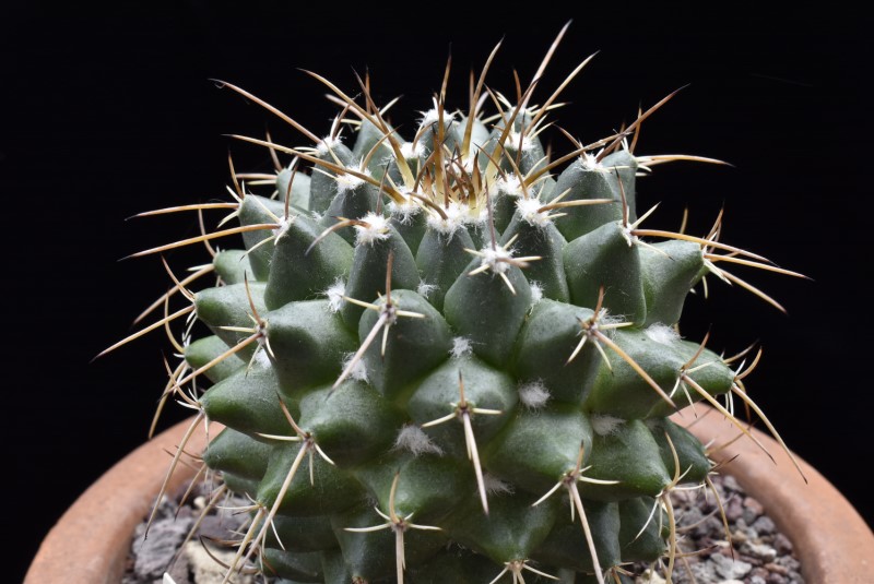 Mammillaria centricirrha RS 729