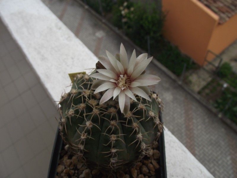 Gymnocalycium quehlianum 