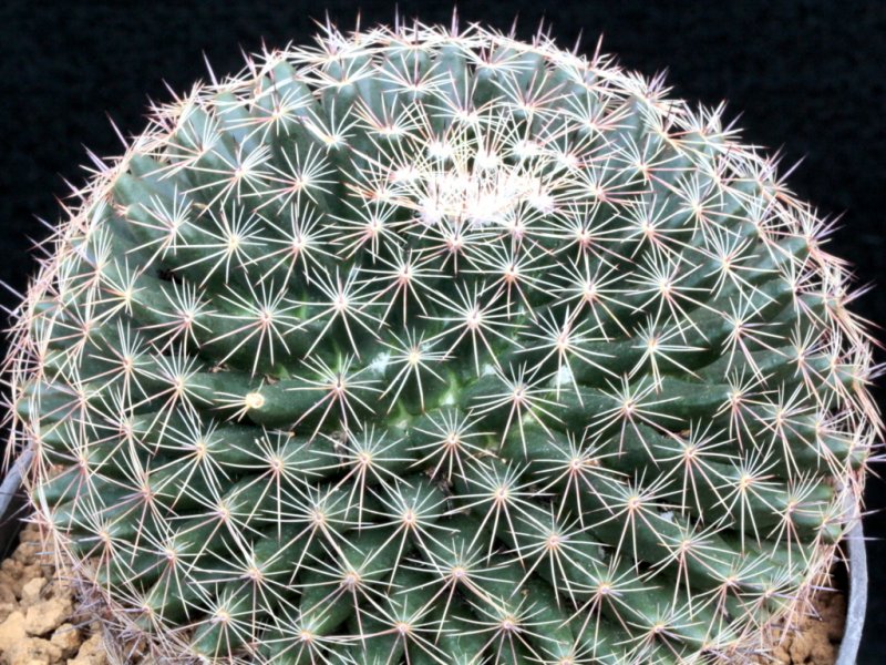 Mammillaria heyderi ssp. hemisphaerica CSD 202