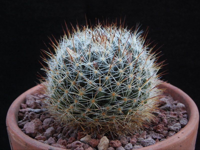 Mammillaria picta CH 476