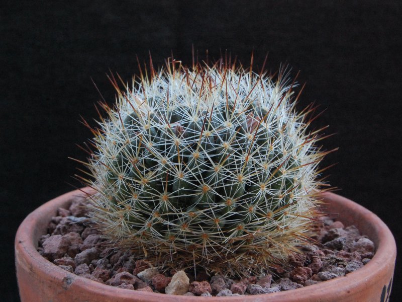 Mammillaria picta CH 476