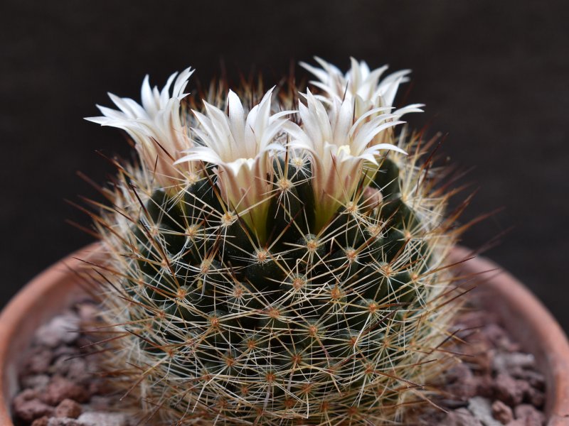 Mammillaria picta CH 476