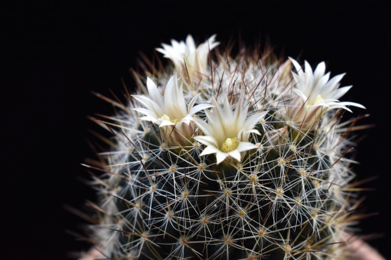 Mammillaria picta CH 476