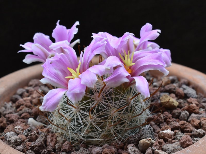 Mammillaria boolii LAU 775