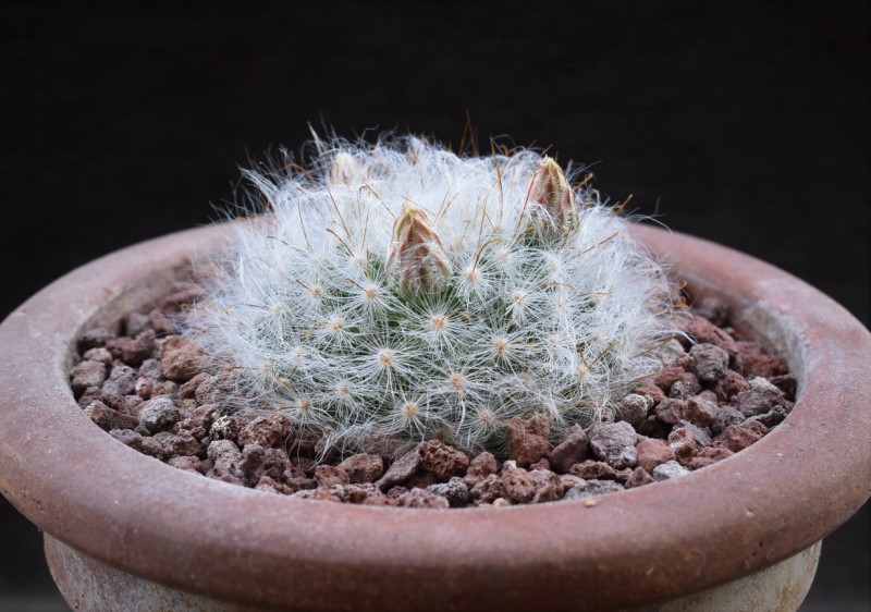 Mammillaria guelzowiana MZ 1357