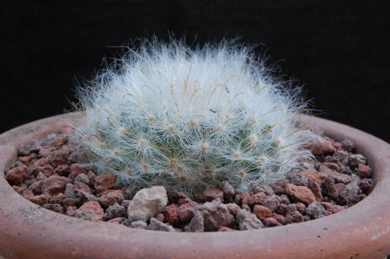 Mammillaria guelzowiana MZ 1357