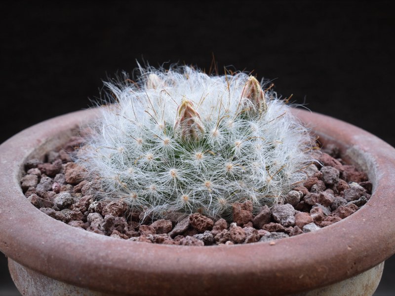 Mammillaria guelzowiana MZ 1357