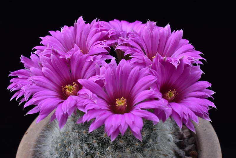 Mammillaria guelzowiana MZ 1357