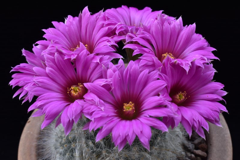 Mammillaria guelzowiana MZ 1357