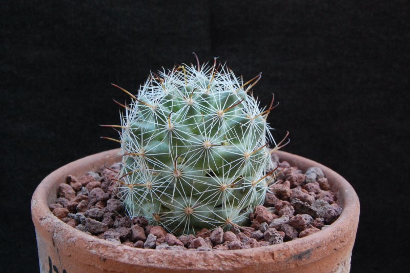 Mammillaria boolii SB 433