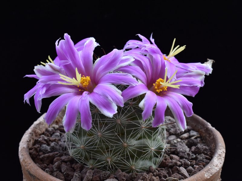 Mammillaria boolii SB 433