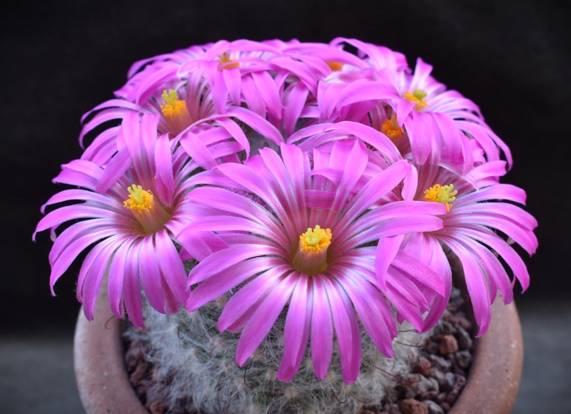 Mammillaria guelzowiana P 302