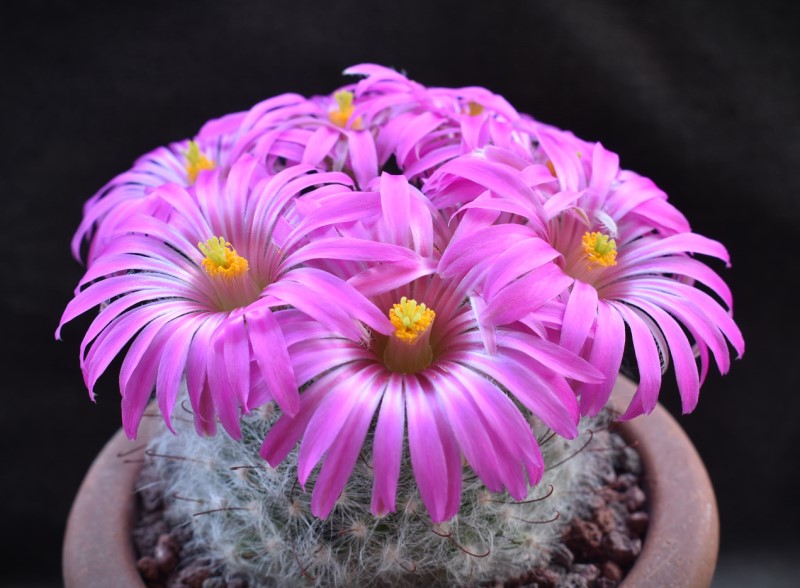 Mammillaria guelzowiana P 302