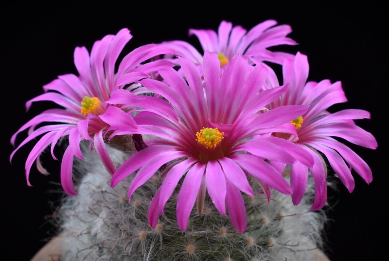 Mammillaria guelzowiana P 302