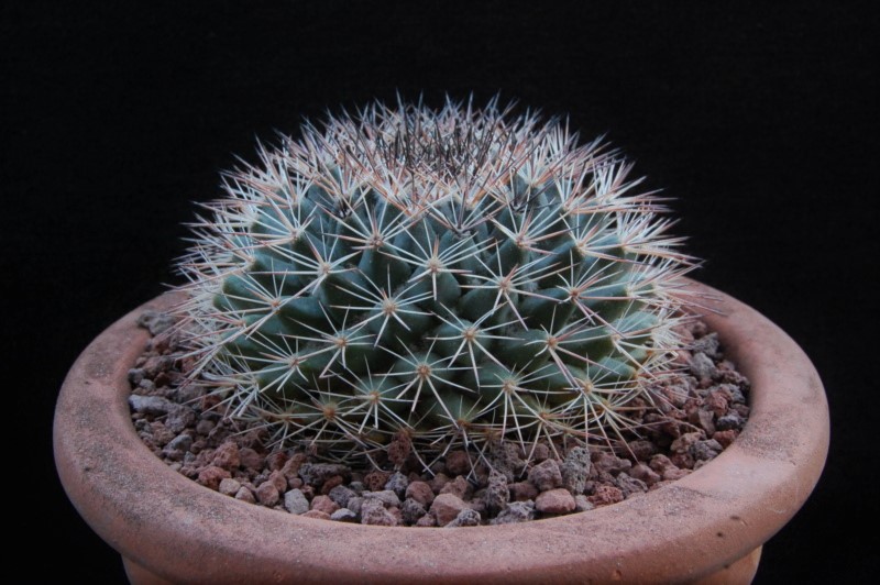 Mammillaria grusonii PAR 188