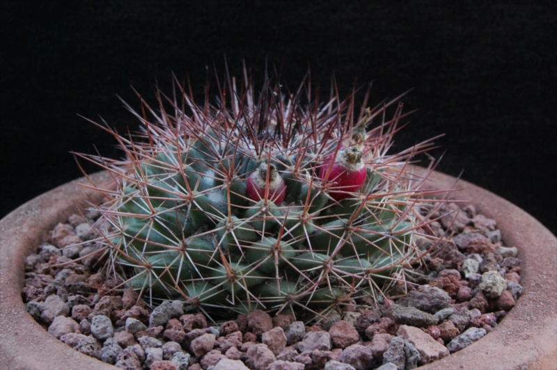 Mammillaria bocensis REP 821